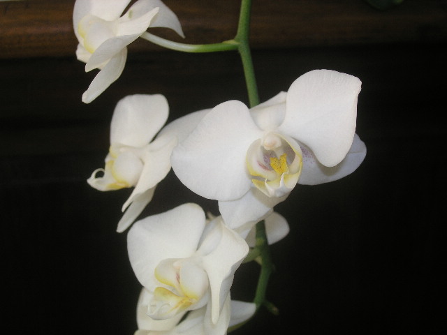 image12
