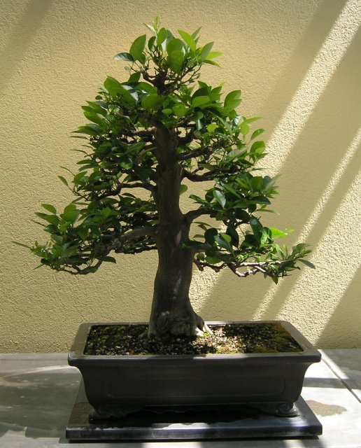 Bonsai