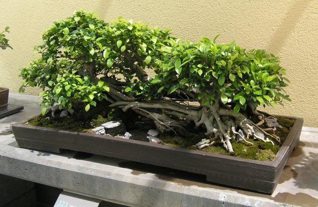 Bonsai