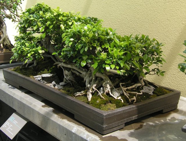 Bonsai