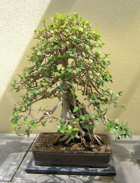 Bonsai