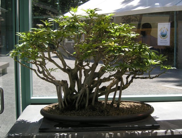 Bonsai