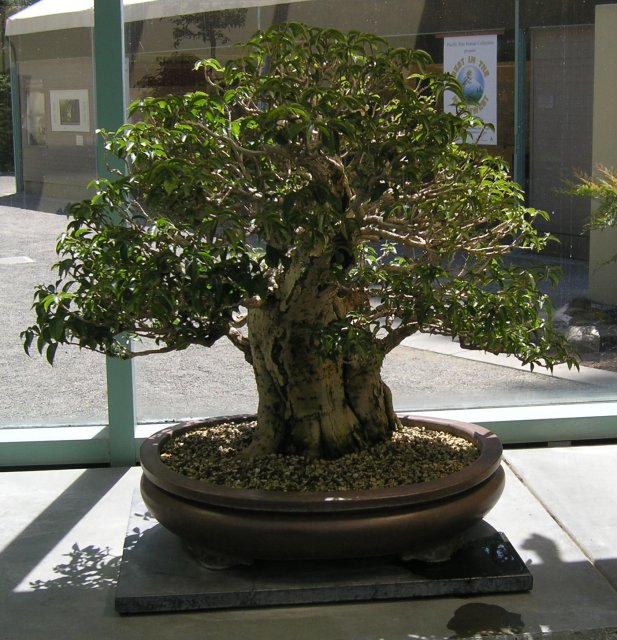 Bonsai
