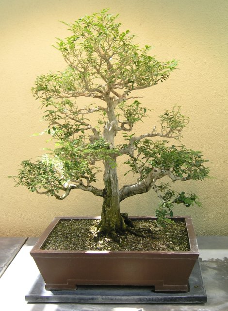 Bonsai