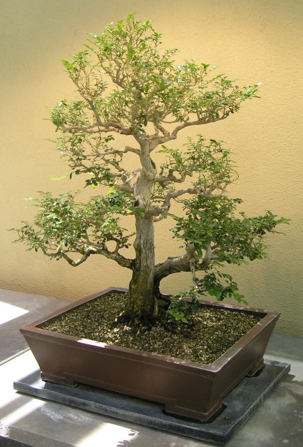 Bonsai