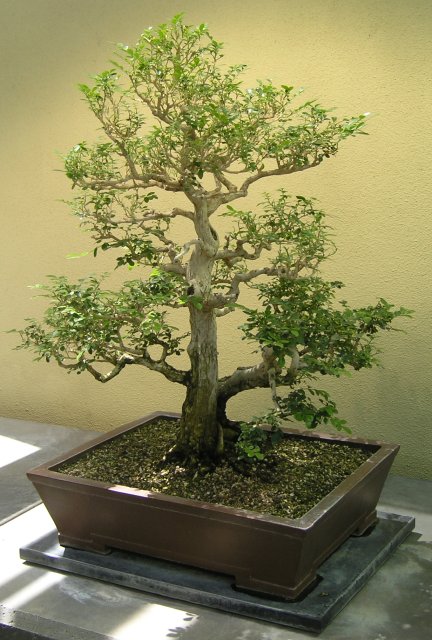 Bonsai