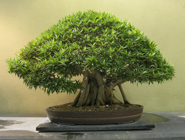 Bonsai