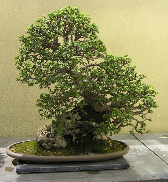 Bonsai