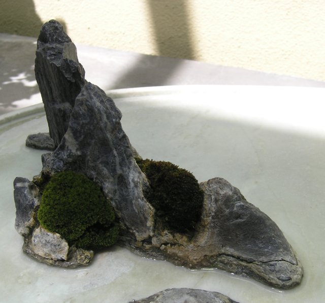 Bonsai