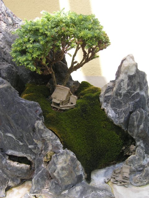 Bonsai