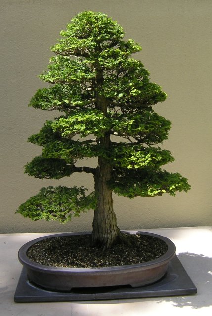 Bonsai