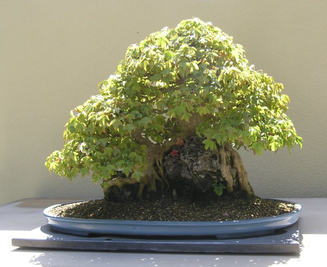 Bonsai