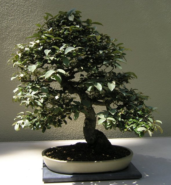 Bonsai