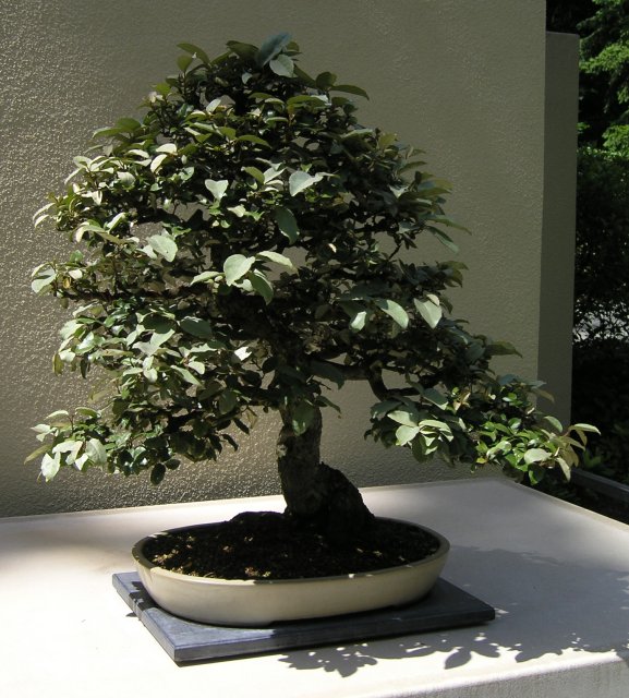 Bonsai