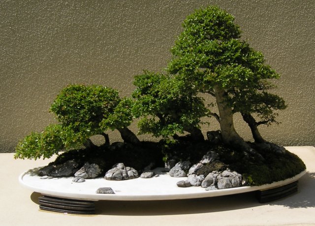 Bonsai
