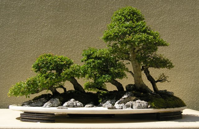 Bonsai