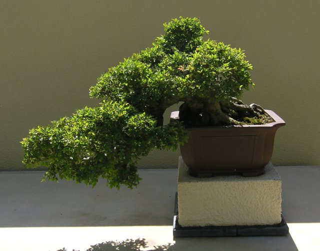 Bonsai
