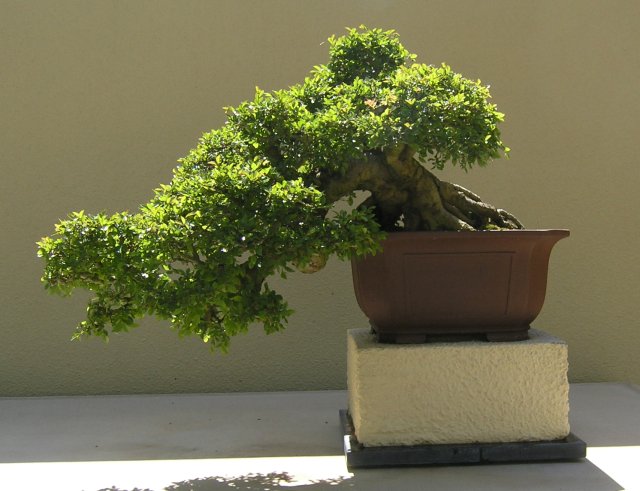 Bonsai