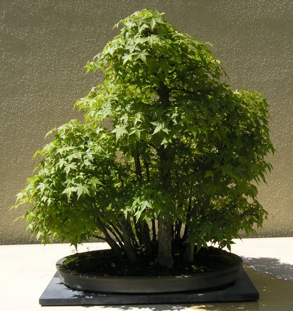 Bonsai