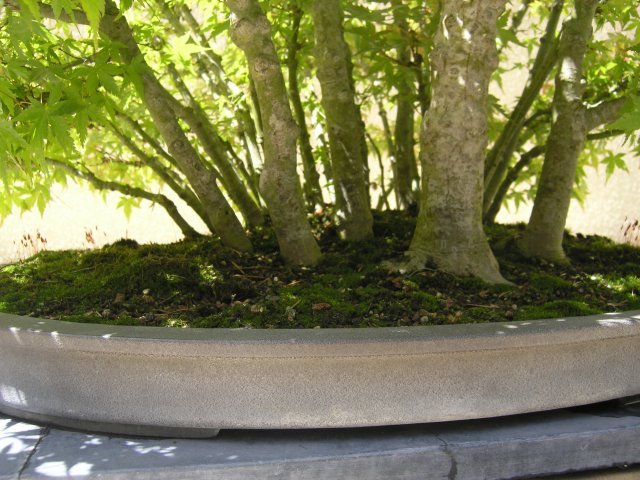 Bonsai