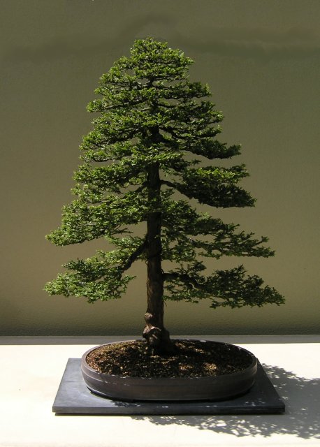 Bonsai