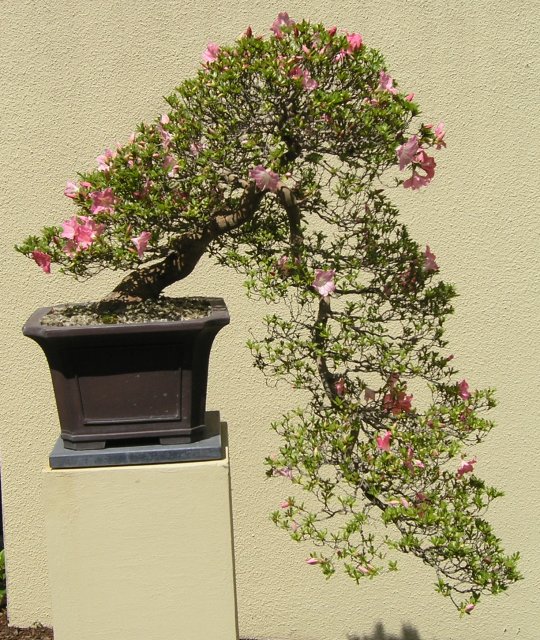 Bonsai