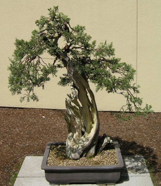 Bonsai