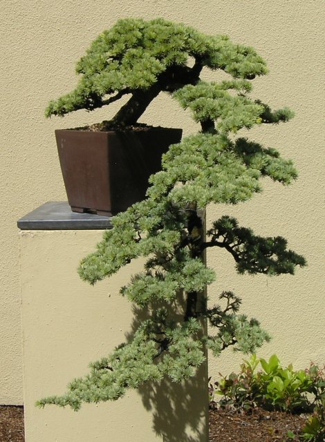Bonsai