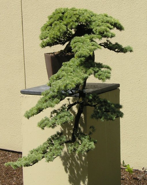 Bonsai