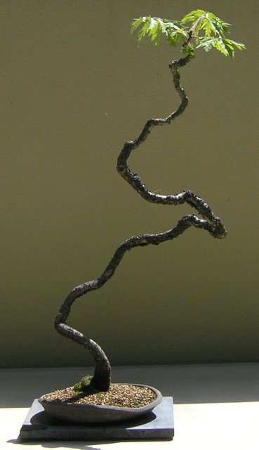 Bonsai