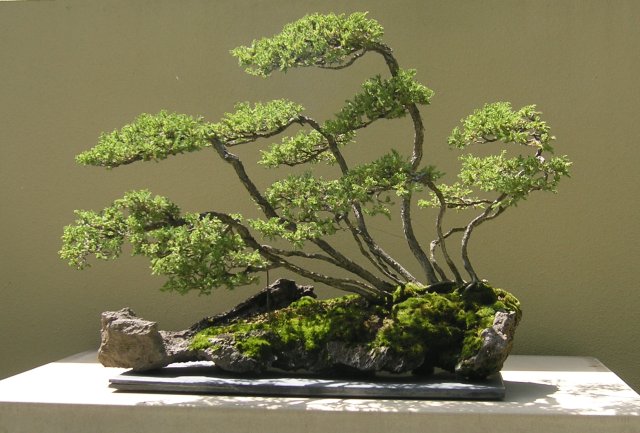 Bonsai