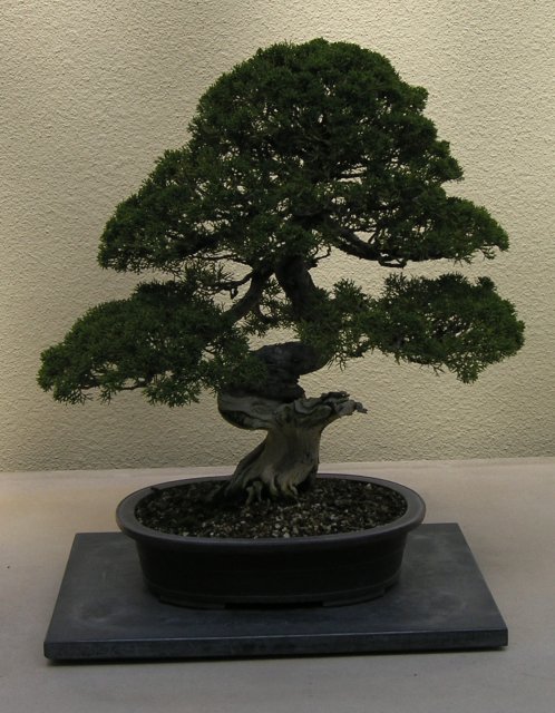 Bonsai