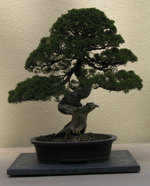 Bonsai