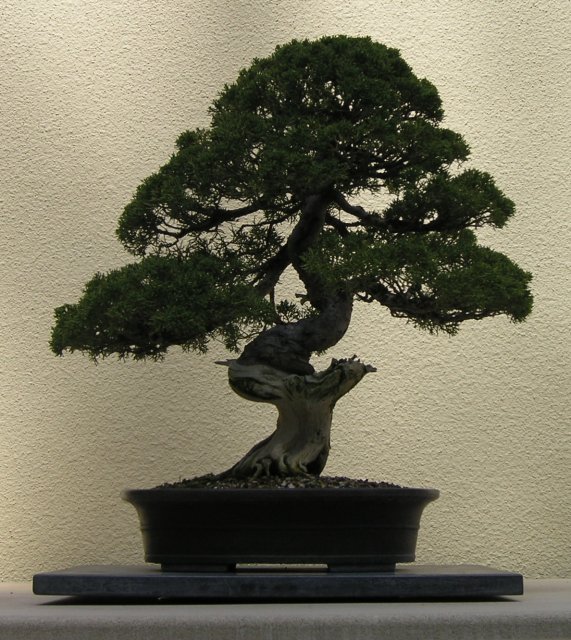 Bonsai