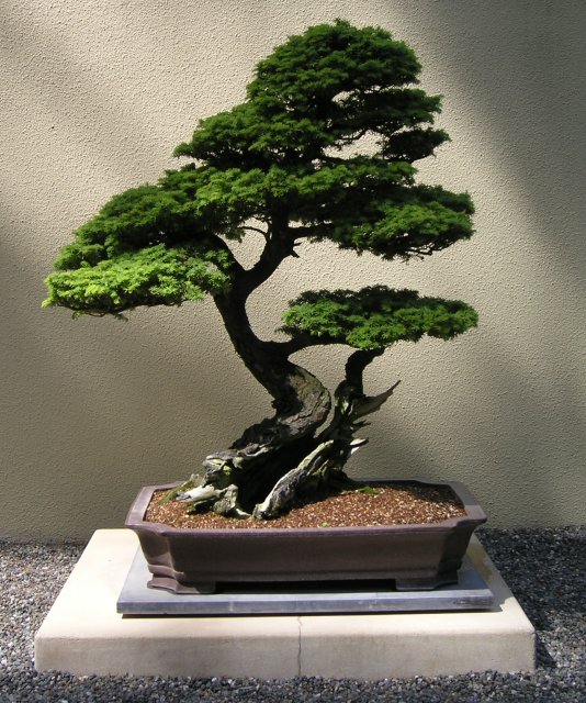 Bonsai