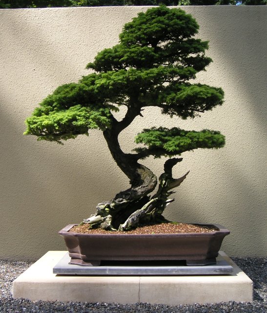 Bonsai