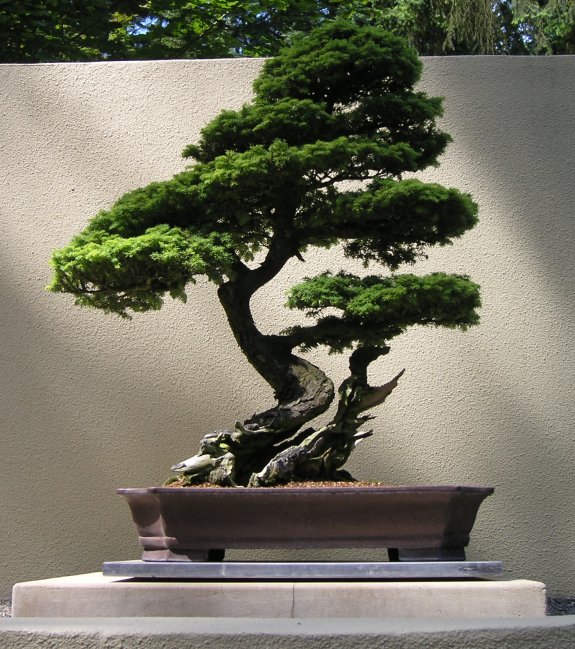 Bonsai