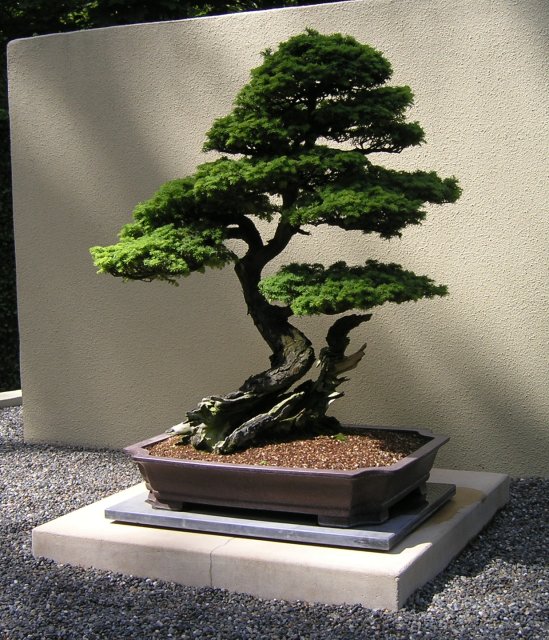 Bonsai