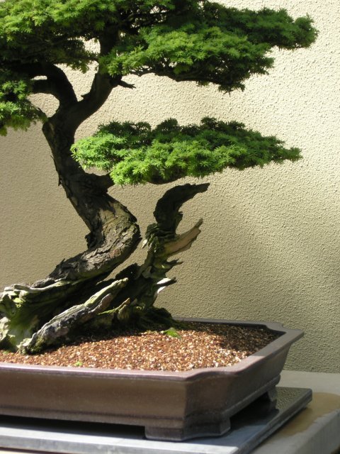 Bonsai