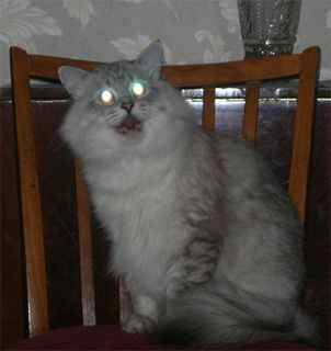 Photo of cat with spooky eyes