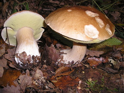 Photo of mushroom